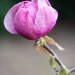 Magnolia Black Tulip Vulcan x lolanthe