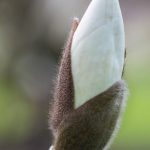 Magnolia Manchu Fan M. x soul. Lennei Alba x M. x veitchii