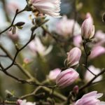 Magnolia stellata Keiskei Plena 6 april 2016