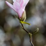 Magnolia x loebneri-Leonard Messel 6 april 2016