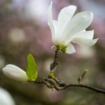 Magnolia x loebneri Merrill 6 april 2016
