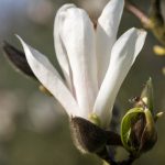 Magnolia x soulangiana Speciosa 6 april 216