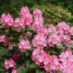 Rhododendron Hachmanns Polaris 11 mei 2017