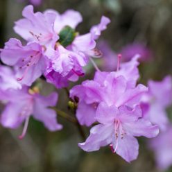 Rhododendron Praecox 31 maart
