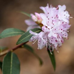 Rhododendron tatsienense 31 maart