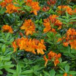 rhododendron Hangers Flame 11 mei 2017