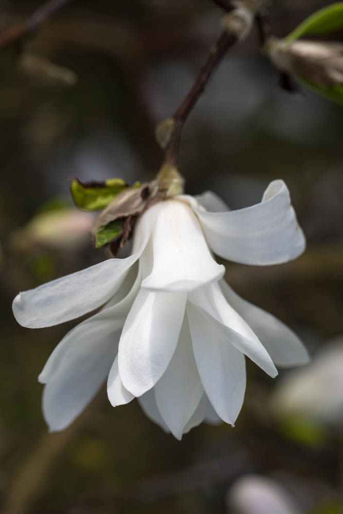 Magnolia-x-loebneri-Donna-domein-Wespelaar-foto-lage-resolutie-Lizzy-Heylen
